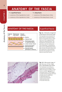 Anatomy of the Fascia