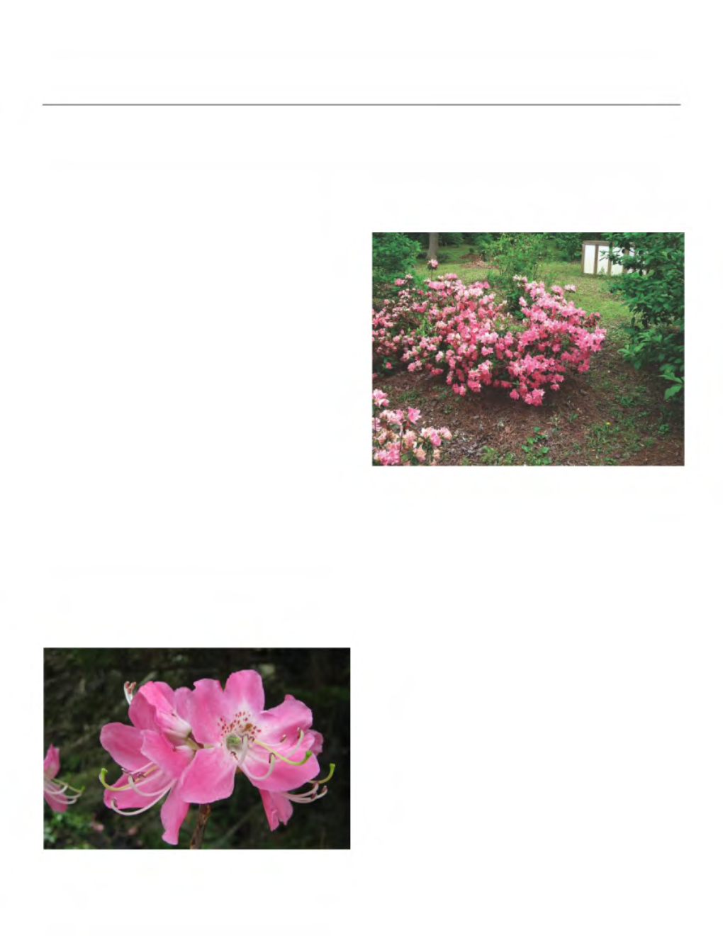 What Is an Azalea? Charles Andrews, Cumming, Georgia