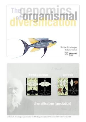Diversification (Speciation)