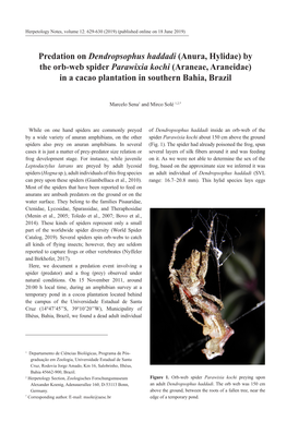 Predation on Dendropsophus Haddadi (Anura, Hylidae) by the Orb-Web Spider Parawixia Kochi (Araneae, Araneidae) in a Cacao Plantation in Southern Bahia, Brazil