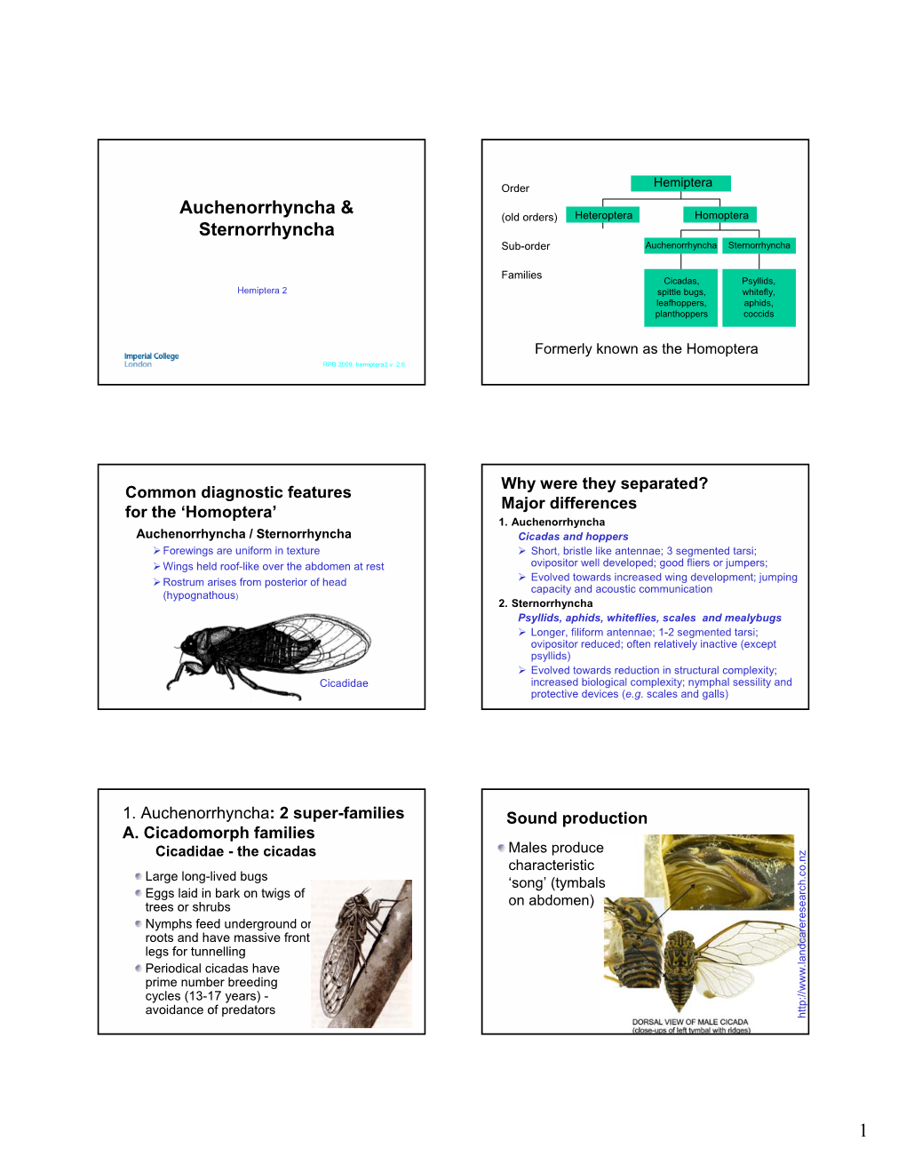 Auchenorrhyncha & Sternorrhyncha