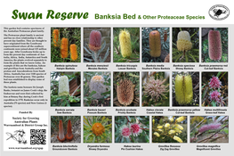 Swan Reserve Banksia Bed & Other Proteaceae Species