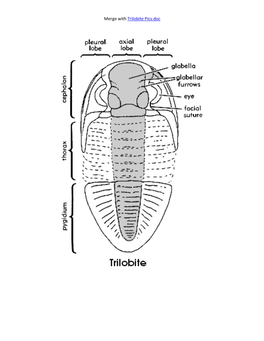 Trilobite Anatomy.Pdf