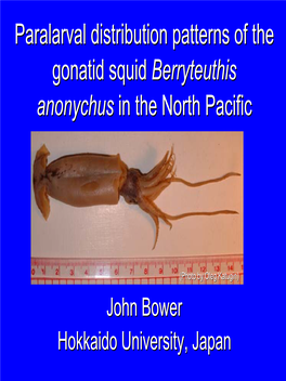 Paralarval Distribution Patterns of the Gonatid Squid Berryteuthis