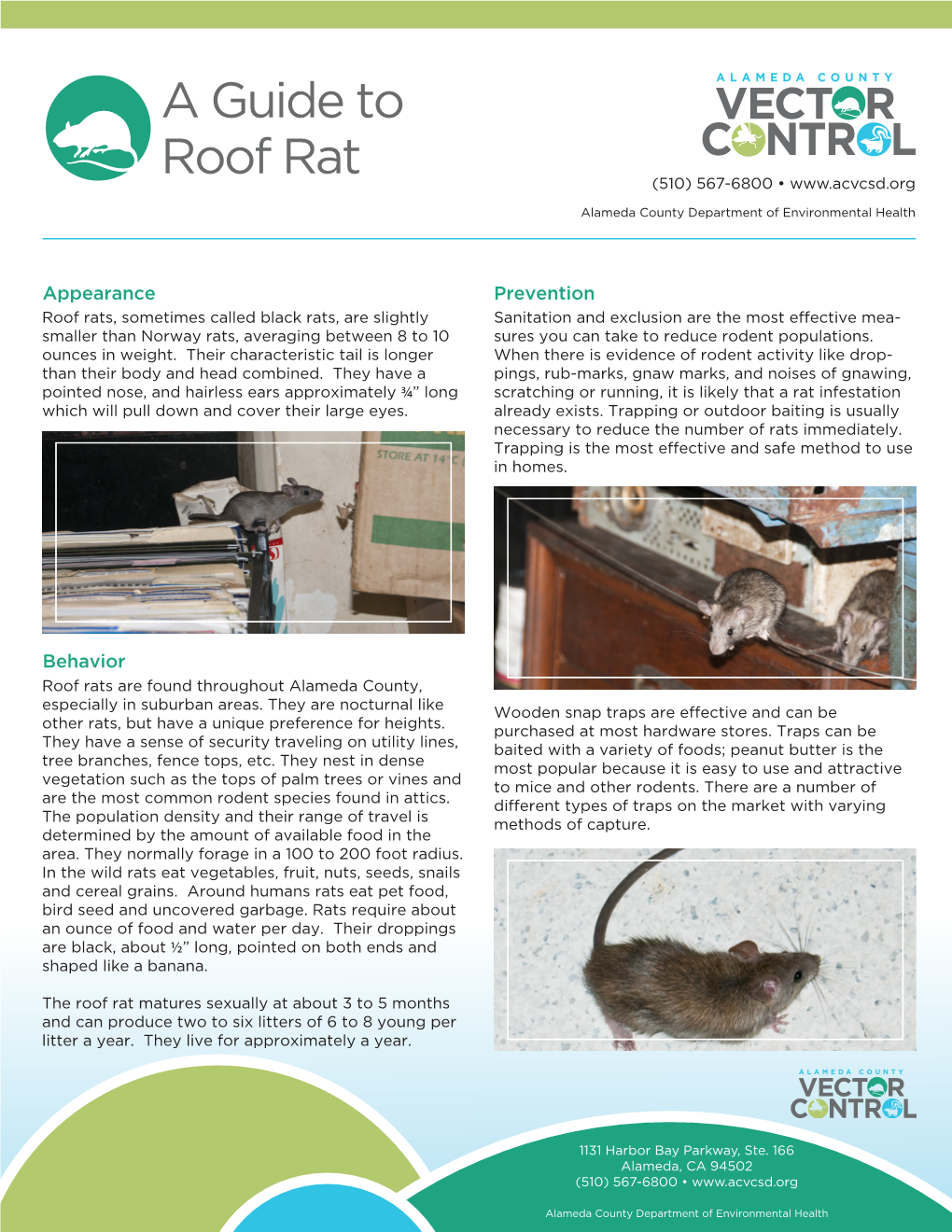 A Guide to Roof Rat (510) 567-6800 •