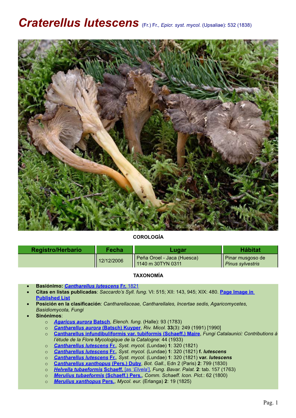 Craterellus Lutescens (Fr.) Fr., Epicr. Syst. Mycol. (Upsaliae): 532 (1838)