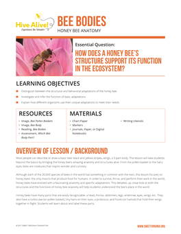 Bee Bodies Honey Bee Anatomy
