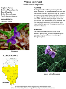 Virginia Spiderwort Tradescantia Virginiana
