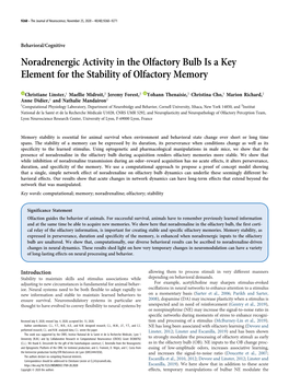 Noradrenergic Activity in the Olfactory Bulb Is a Key Element for the Stability of Olfactory Memory