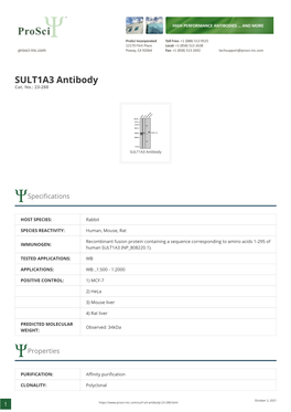 SULT1A3 Antibody Cat