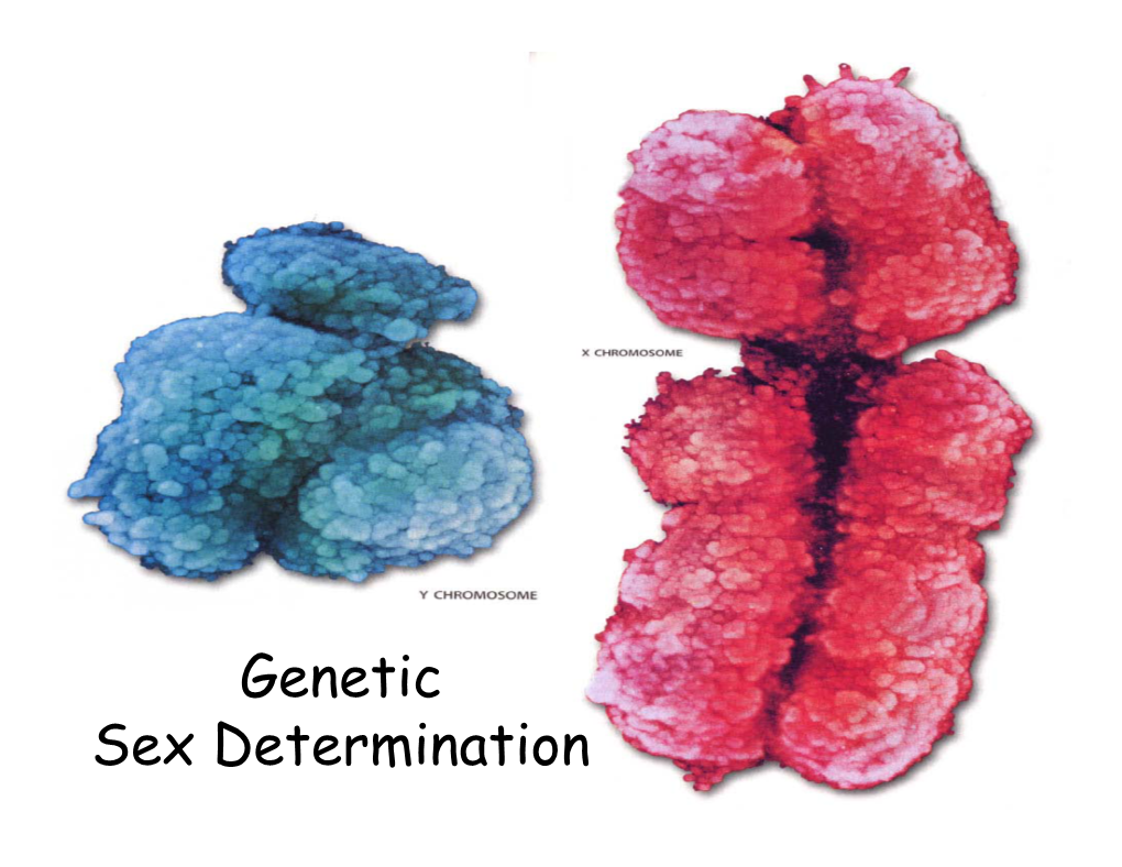 8. Sex Determination 2010