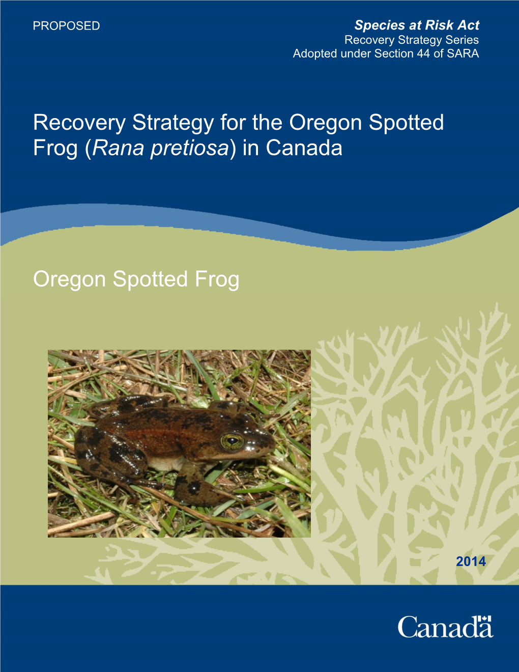 Oregon Spotted Frog (Rana Pretiosa) in Canada