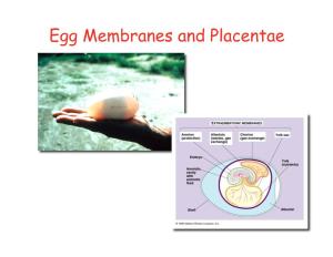 17. Egg Membranes Placenta 2010