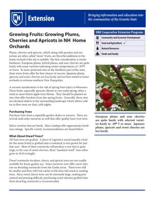 Growing Plums, Cherries and Apricots in NH Home Orchards