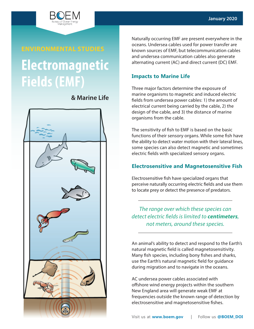 Electromagnetic Fields and Marine Life