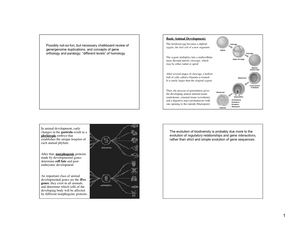 Evolution of Development Represents a Series of Additions and Modiﬁcations to Pre- All Bilateria Except the Echinodermata and Chordata Are Existing Processes