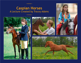 Q Caspian Horses Q