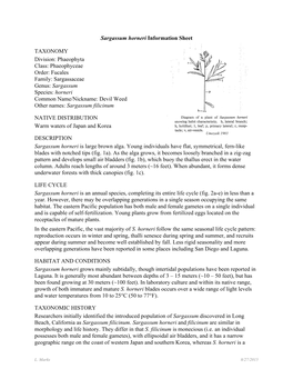 Sargassum Horneri Information Sheet TAXONOMY Division: Phaeophyta