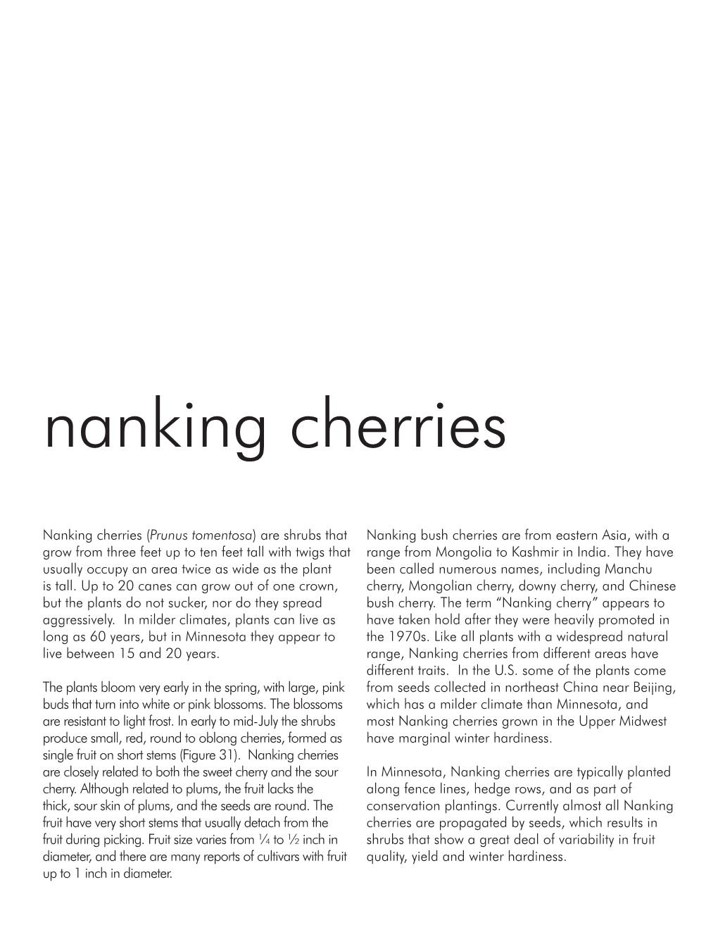 Nanking Cherries