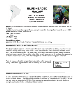 BLUE-HEADED MACAW PSITTACIFORMES Family: Psittacidae