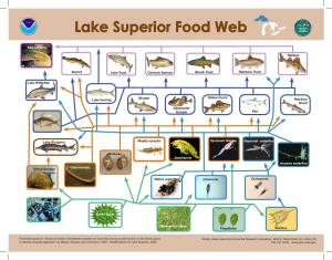 Lake Superior Food Web MENT of C