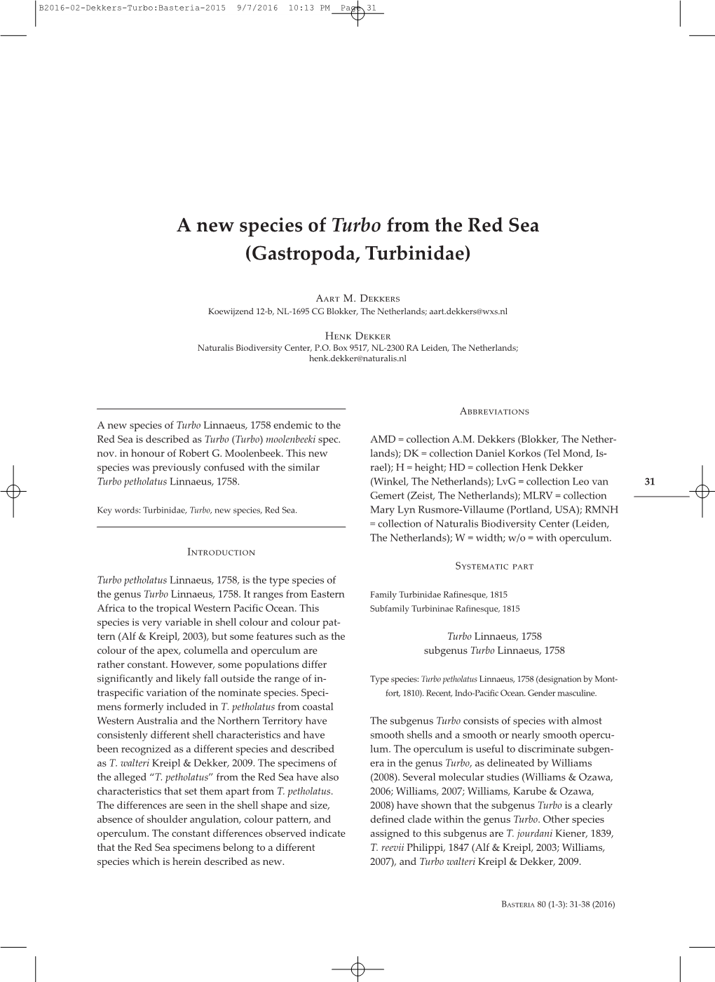 A New Species of Turbo from the Red Sea (Gastropoda, Turbinidae)