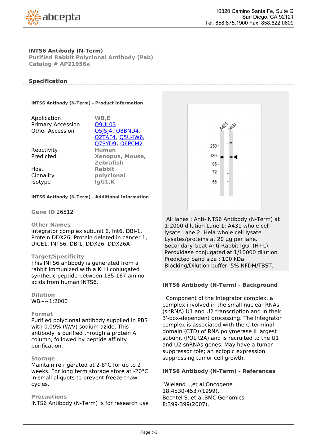 INTS6 Antibody (N-Term) Purified Rabbit Polyclonal Antibody (Pab) Catalog # Ap21956a