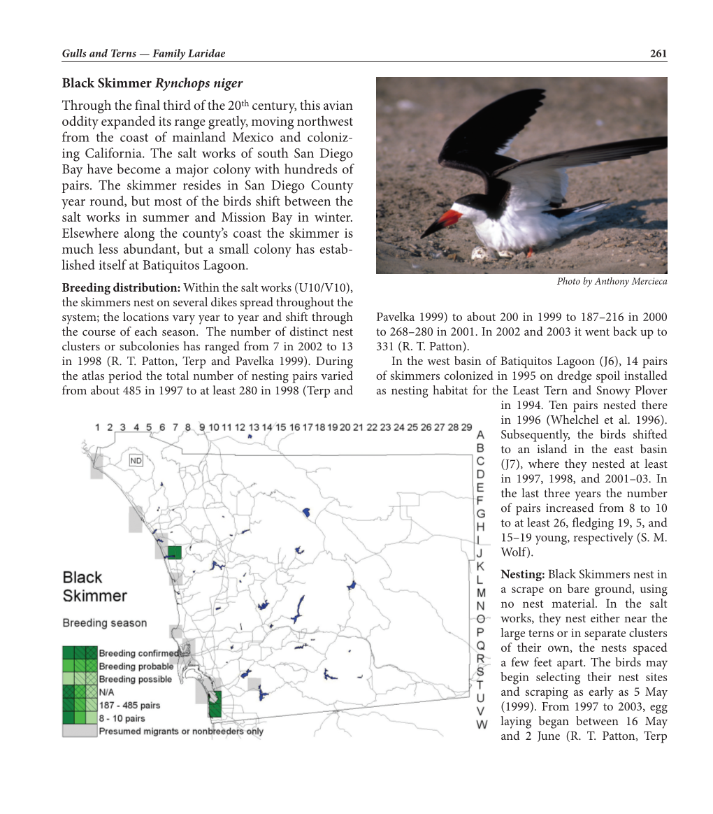 Black Skimmer Rynchops Niger Through the Final Third of the 20Th