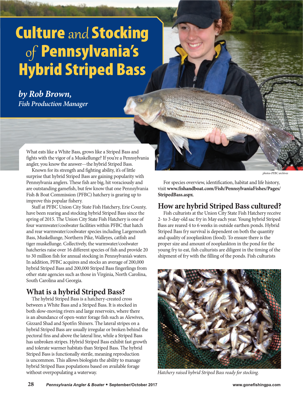Culture and Stocking of Pennsylvania's Hybrid Striped Bass