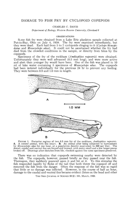 Damage to Fish Fry by Cyclopoid Copepods