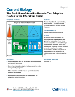 The Evolution of Annelids Reveals Two Adaptive Routes to the Interstitial Realm