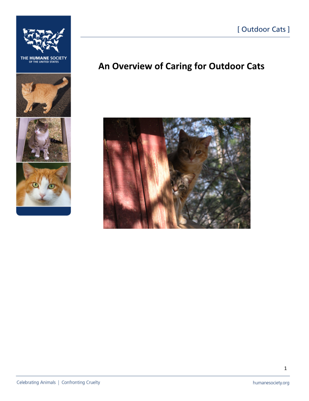 An Overview of Caring for Outdoor Cats