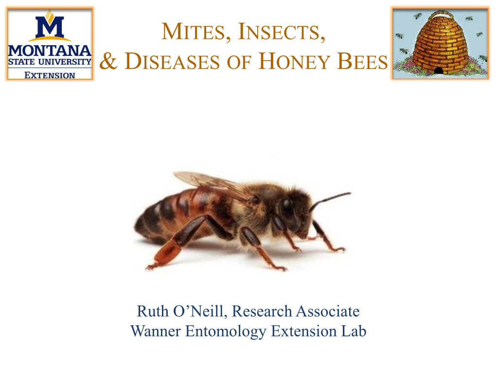 Mites, Insects, & Diseases of Honey Bees