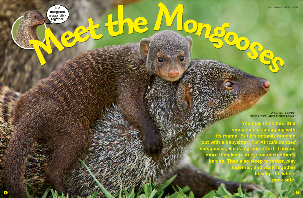 You May Think This Little Mongoose Is Snuggling with Its Mama. but It's