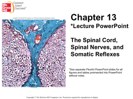 Spinal Cord, Spinal Nerves, and Somatic Reflexes