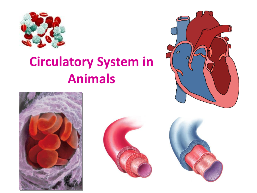 Fibrous Pericardium