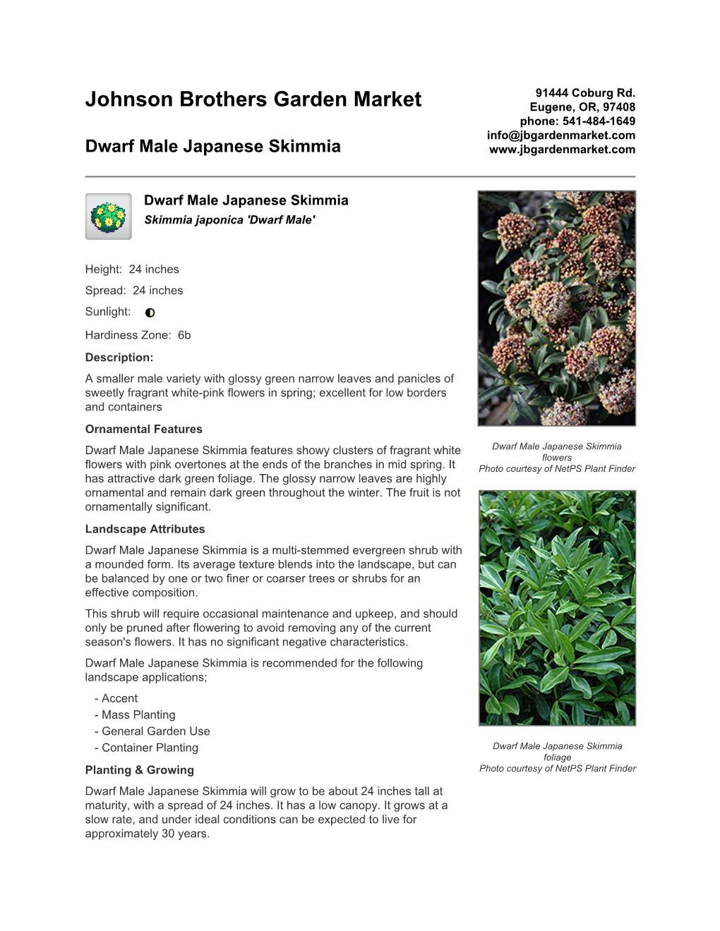 Johnson Brothers Garden Market Dwarf Male Japanese Skimmia