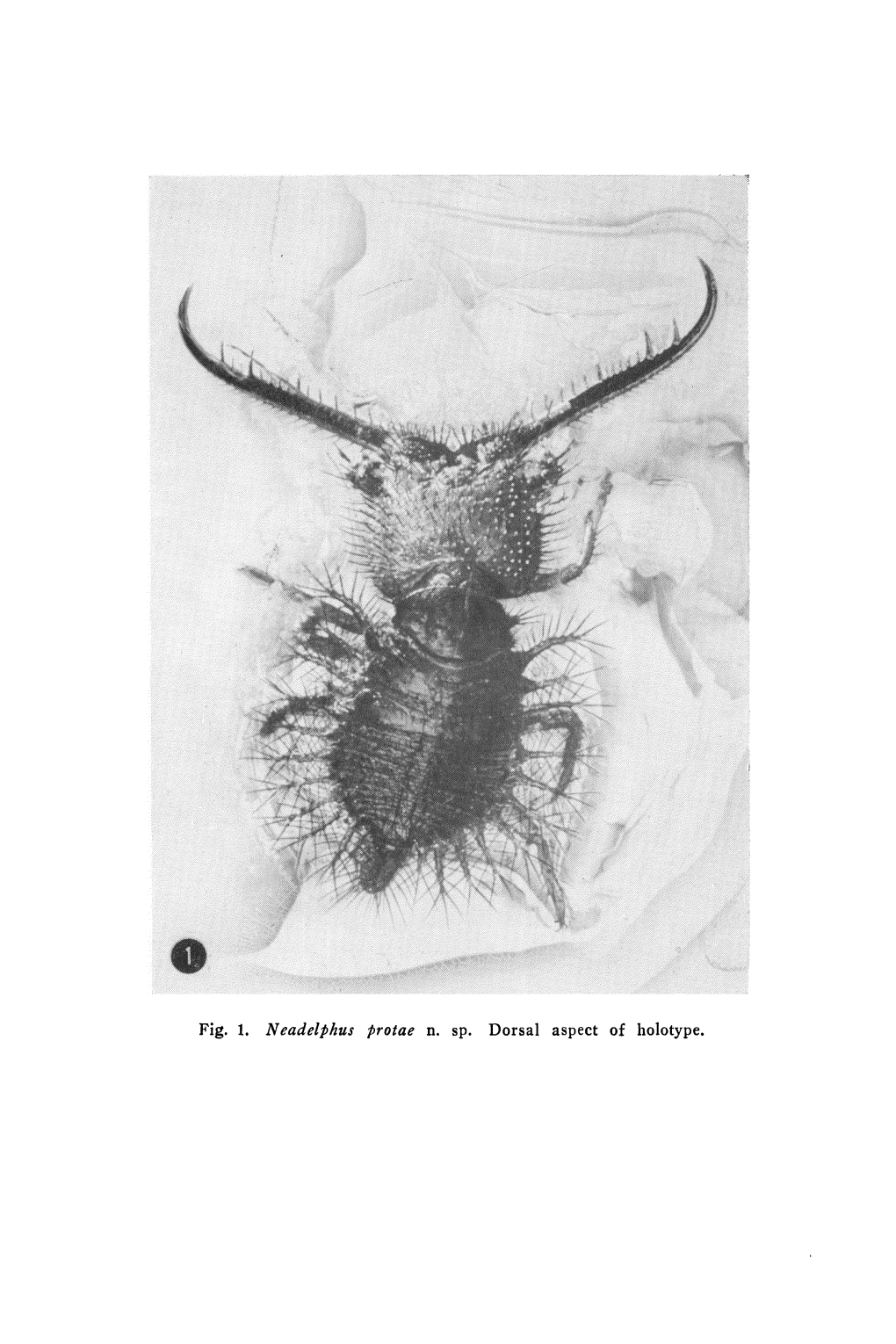Fig. 1. Neadelhus Rotae N. Sp. Dorsal Aspect Ot Holotype. PSYCHE