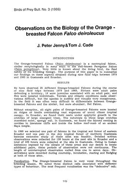 Breasted Falcon Falco Deiroleucus