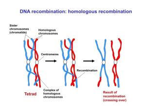 DNA Recombination: Homologous Recombination