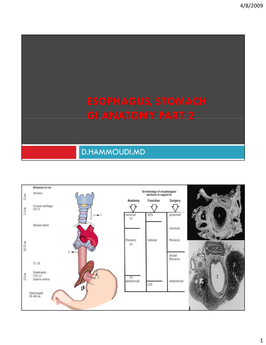 Esophagus, Stomach Gi Anatomy Part 2