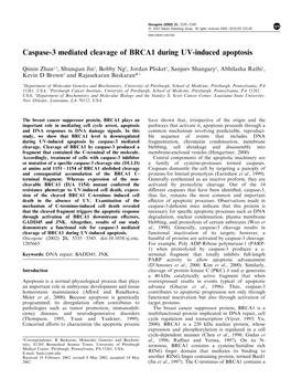 Caspase-3 Mediated Cleavage of BRCA1 During UV-Induced Apoptosis