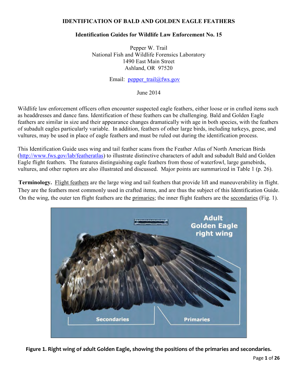 Identification of Bald and Golden Eagle Feathers