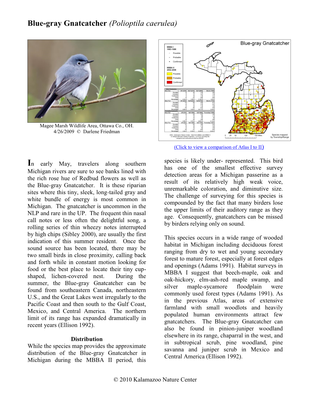 Blue-Gray Gnatcatcher (Polioptila Caerulea)