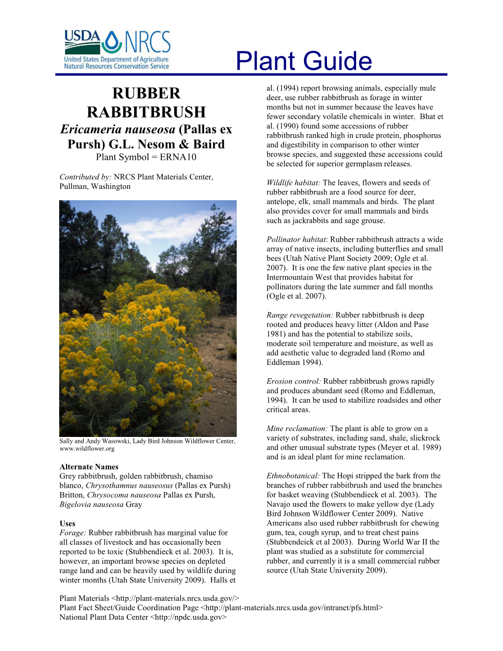 Rubber Rabbitbrush (Ericameria Nauseosa) Plant Guide