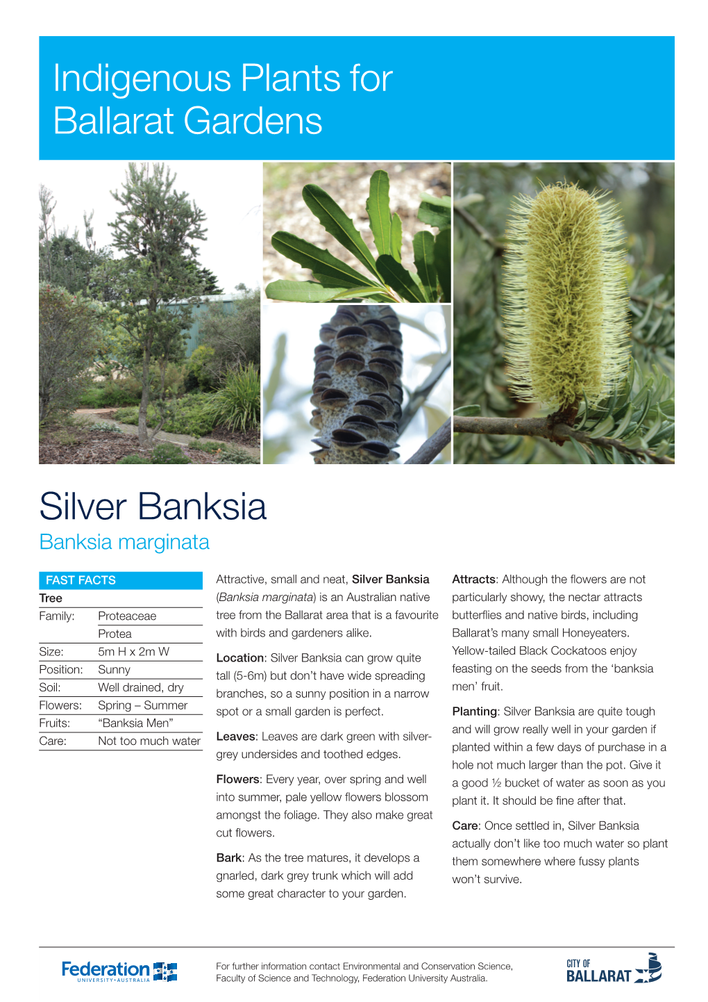 Silver Banksia Indigenous Plants for Ballarat Gardens