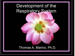 7 Development of Respiratory System and Body Cavities