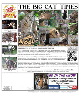 The Big Cat Times