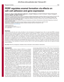 PERP Regulates Enamel Formation Via Effects on Cell–Cell Adhesion and Gene Expression