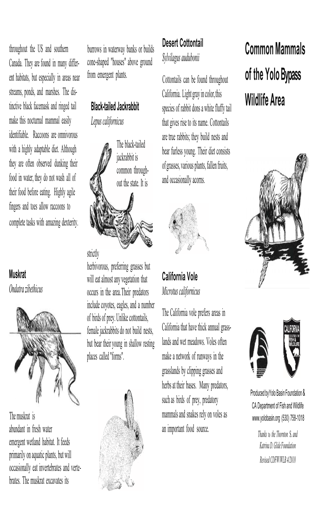 Common Mammals of the Yolo Bypass Wildlife Area